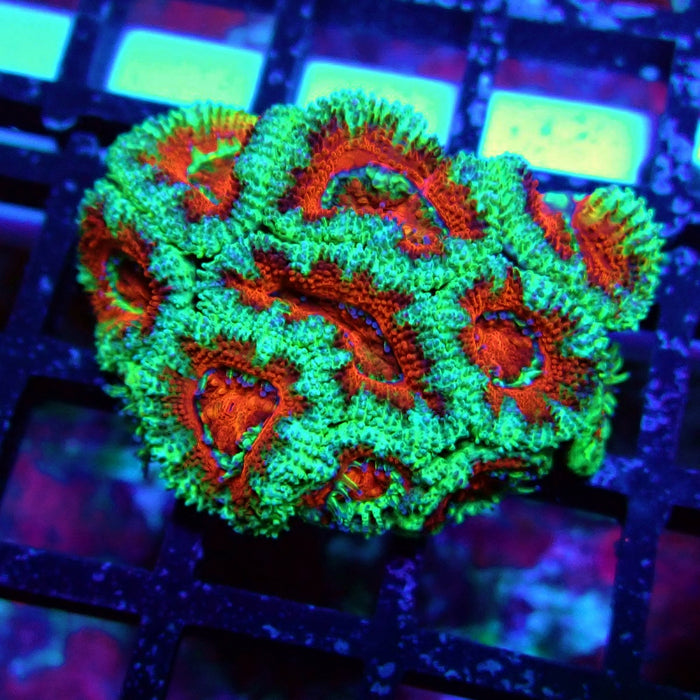 Acan Lord Coral Frag (14)