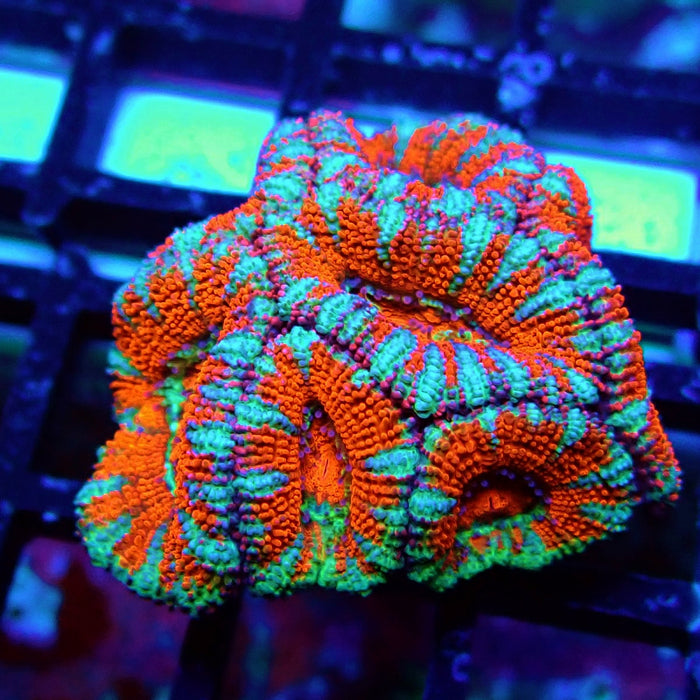 Acan Lord Coral Frag (15)