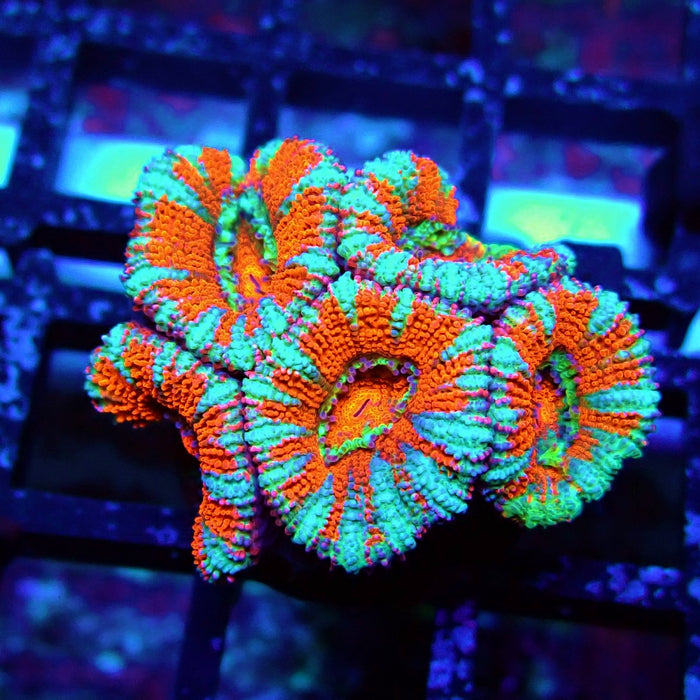 Acan Lord Coral Frag (15)