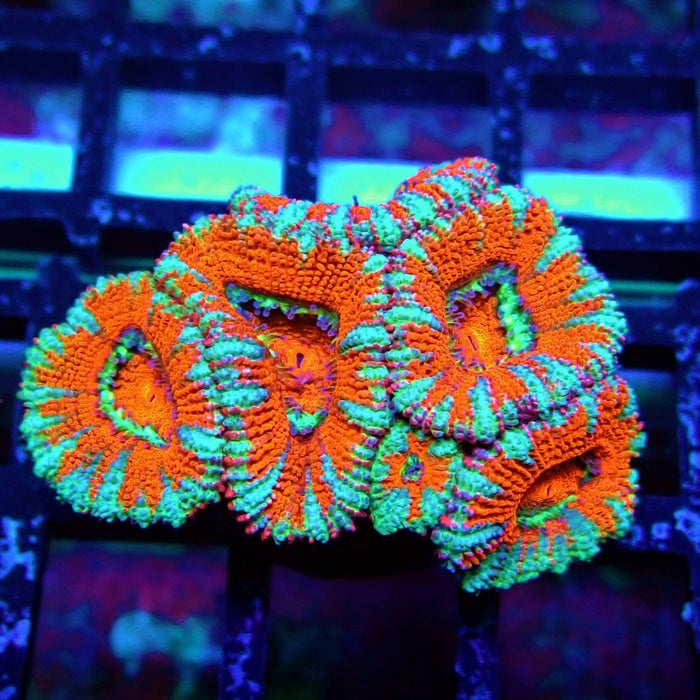 Acan Lord Coral Frag (15)