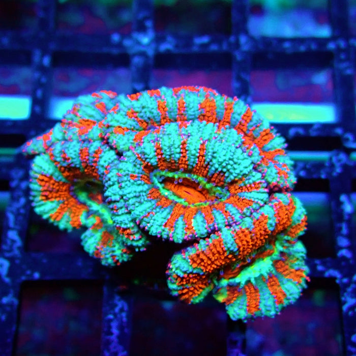 Acan Lord Coral Frag (15)