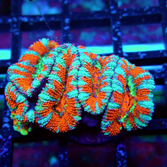 Acan Lord Coral Frag (15)