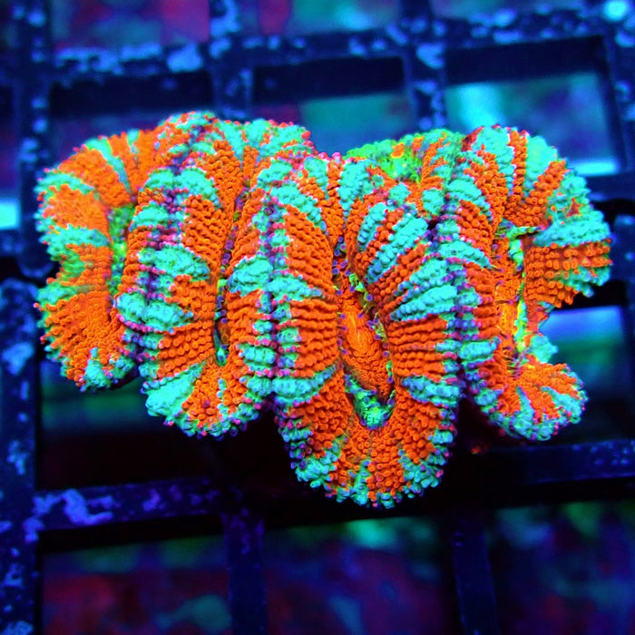 Acan Lord Coral Frag (15)