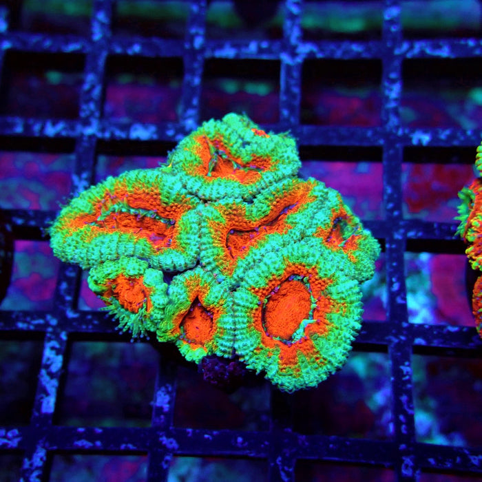 Acan Lord Coral Frag (16)