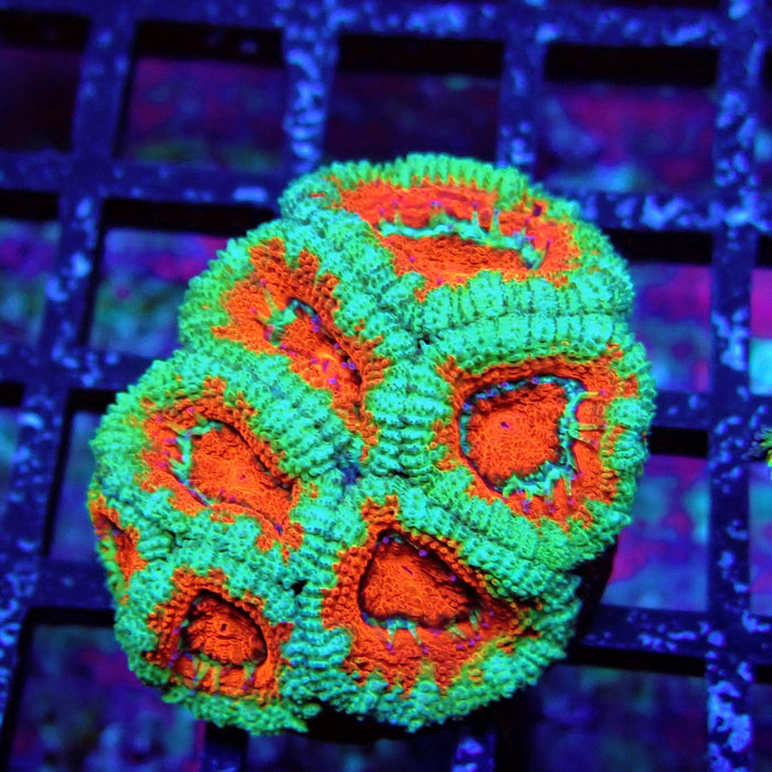 Acan Lord Coral Frag (16)
