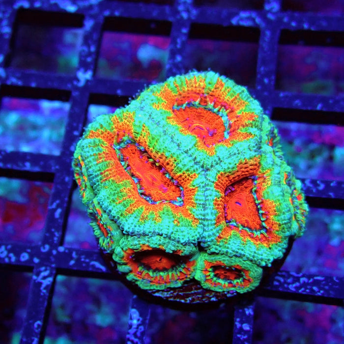 Acan Lord Coral Frag (16)