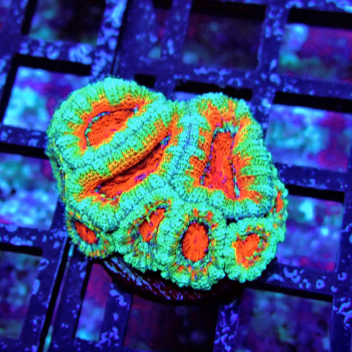 Acan Lord Coral Frag (16)