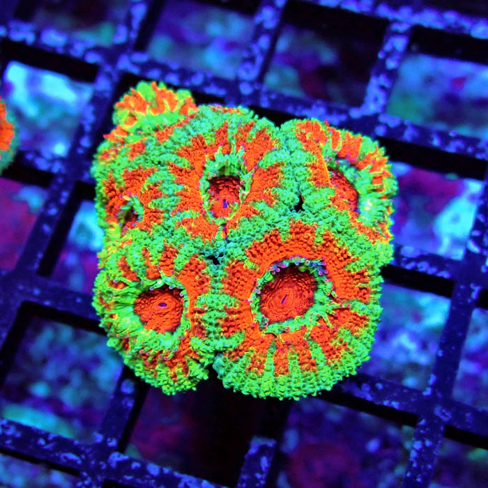 Acan Lord Coral Frag (29)