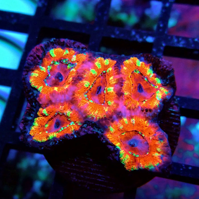 Acan Lord Coral Frag (25)