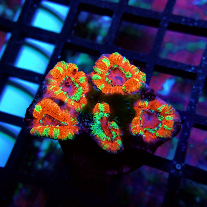 Acan Lord Coral Frag (25)