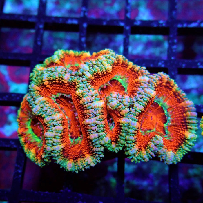 Acan Lord Coral Frag (24)