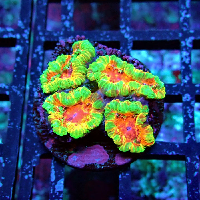 Acan Lord Coral Frag (28)