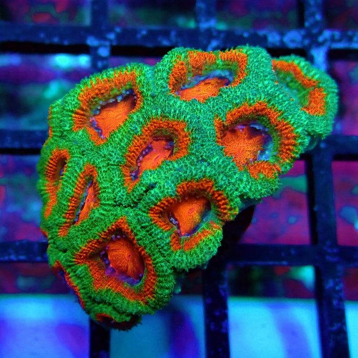 Acan Lord Coral Frag (23)