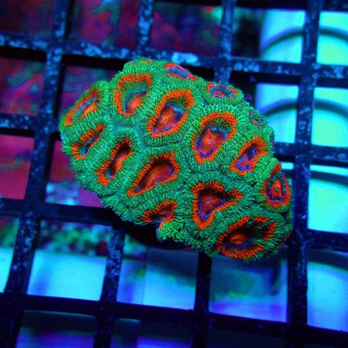 Acan Lord Coral Frag (23)