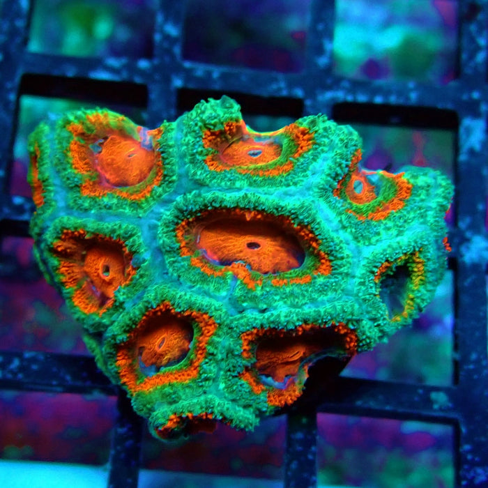 Acan Lord Coral Frag (23)