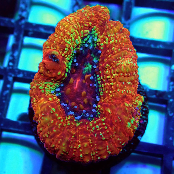 Acan Bowerbanki Coral Frag