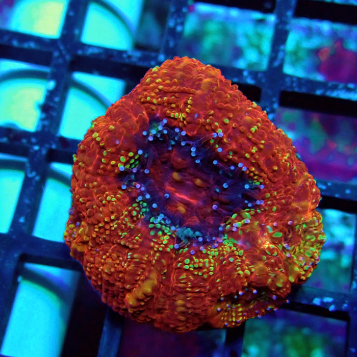 Acan Bowerbanki Coral Frag