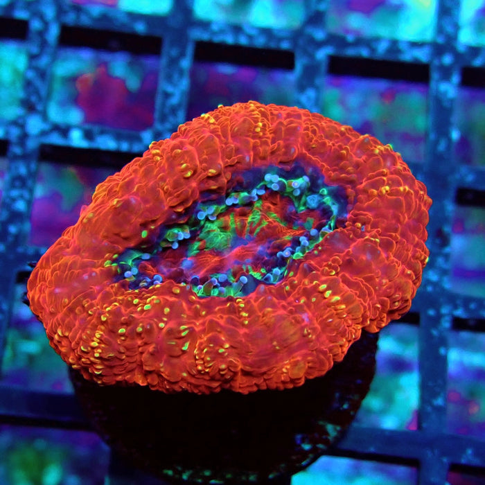 Acan Bowerbanki Coral Frag