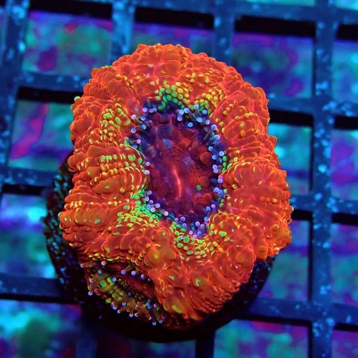 Acan Bowerbanki Coral Frag