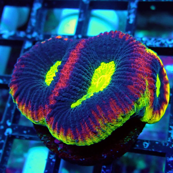 Dragon Soul Favia Frag