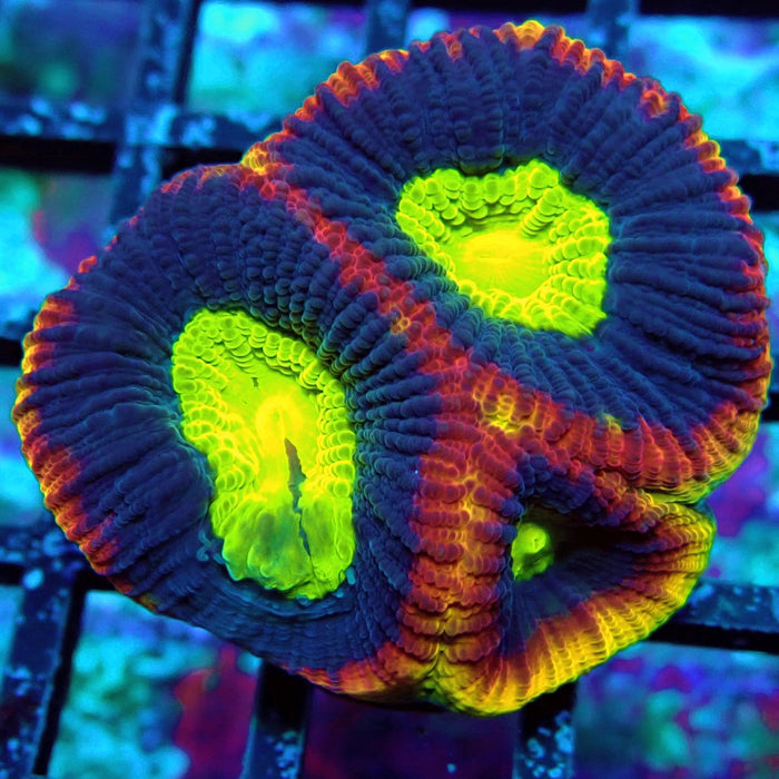 Dragon Soul Favia Frag