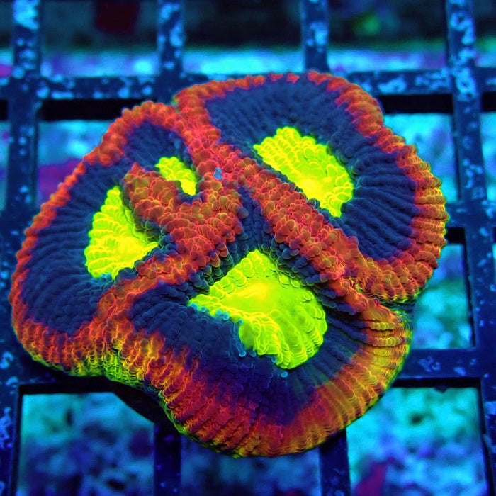 Dragon Soul Favia Frag