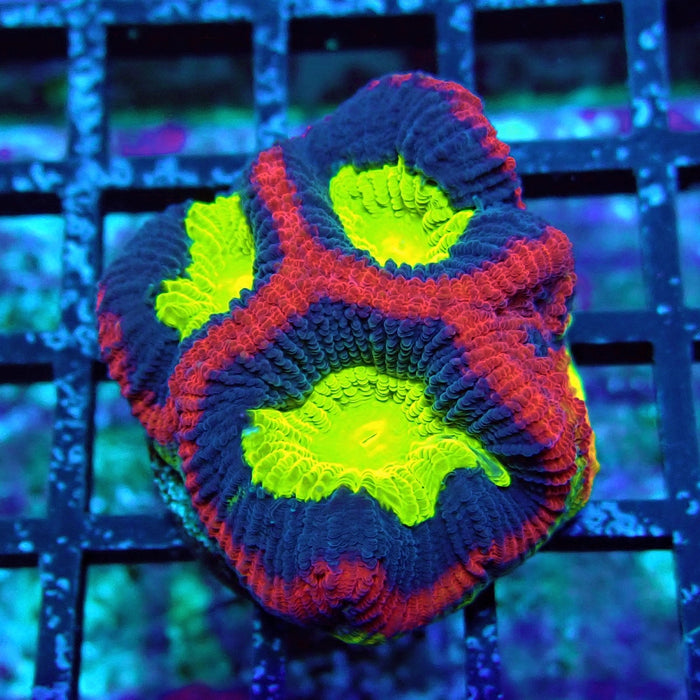 Dragon Soul Favia Frag