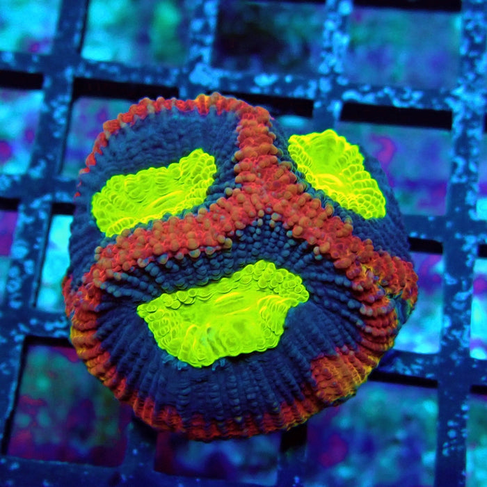 Dragon Soul Favia Frag