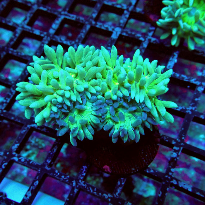Duncan Coral Frag