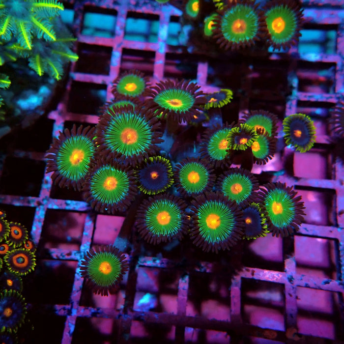 Ultra Zoas Frag
