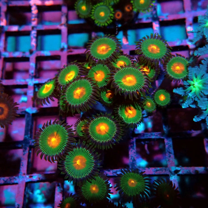 Ultra Zoas Frag