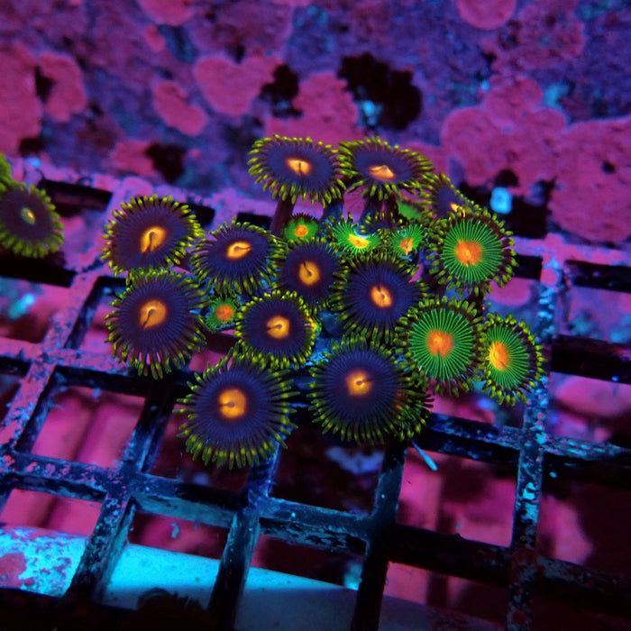 Ultra Zoas Frag