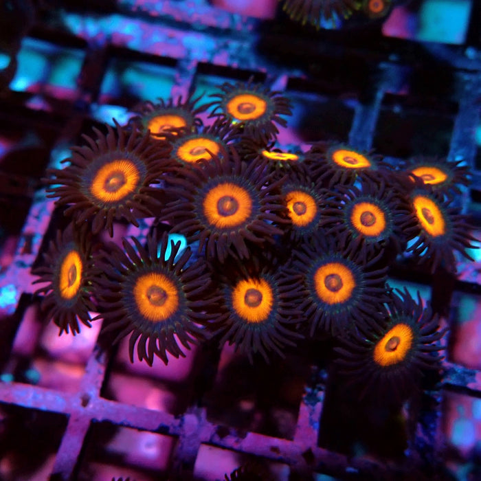 Ultra Zoas Frag