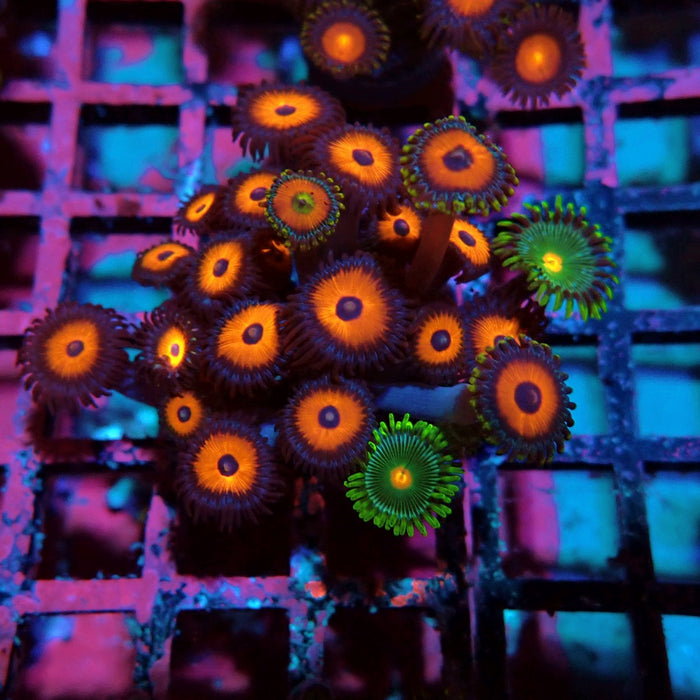 Ultra Zoas Frag