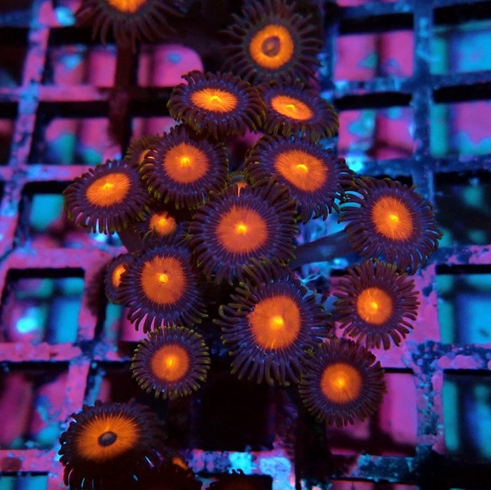 Ultra Zoas Frag