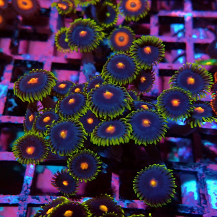 Ultra Zoas Frag