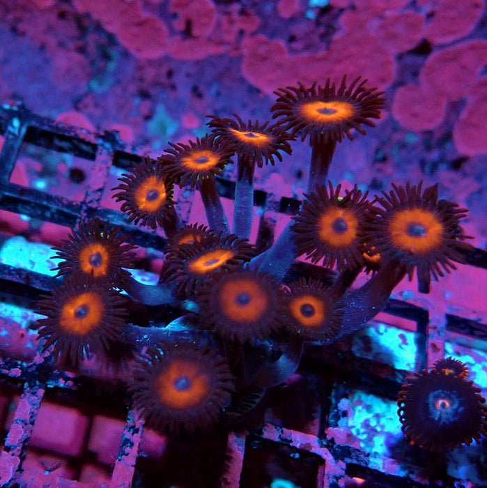 Ultra Zoas Frag