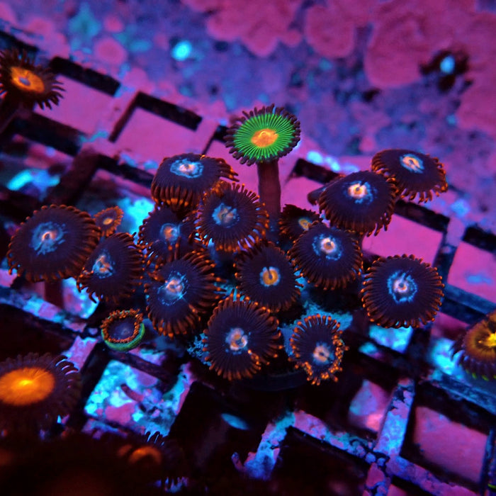 Ultra Zoas Frag