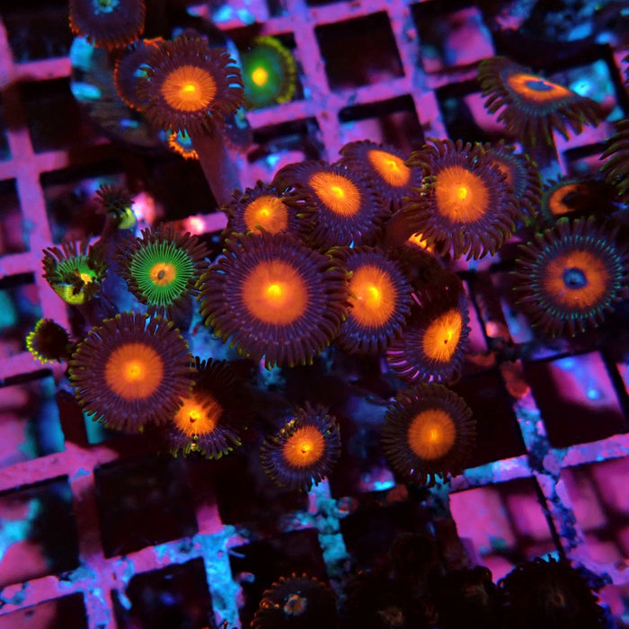 Ultra Zoas Frag