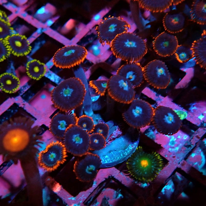 Ultra Zoas Frag