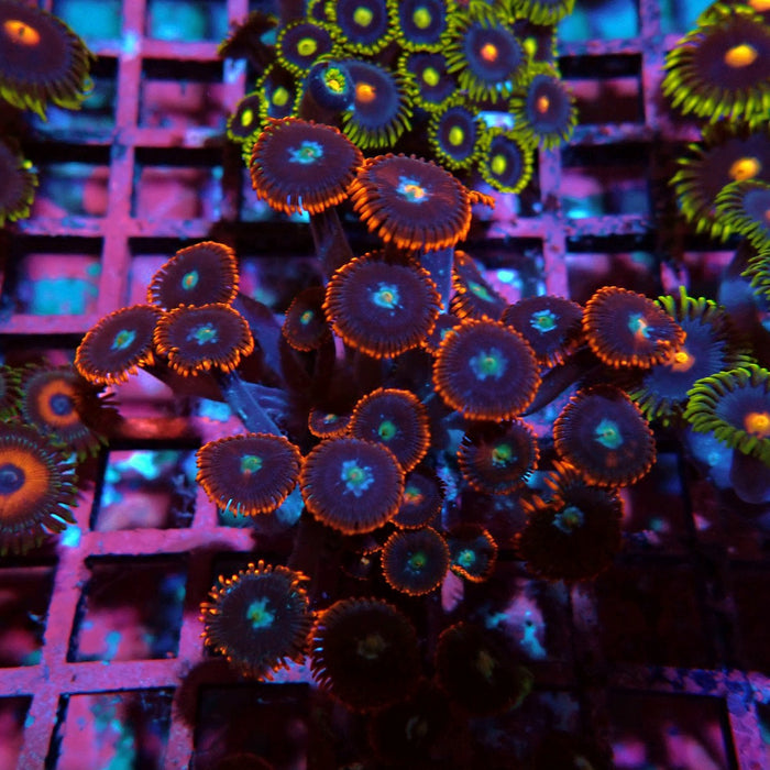 Ultra Zoas Frag