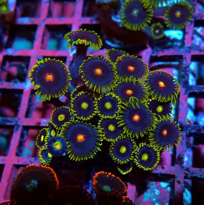 Ultra Zoas Frag
