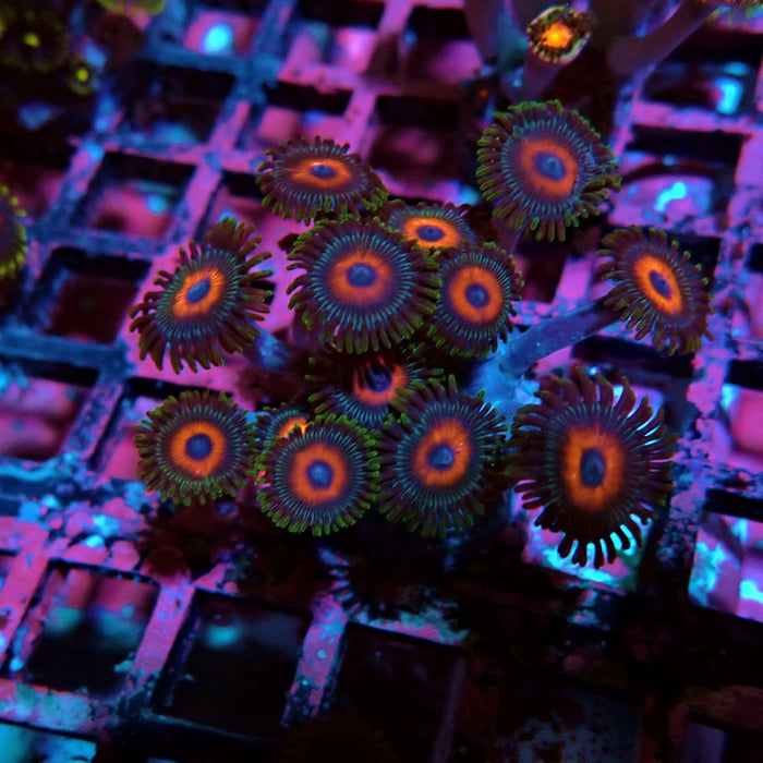 Ultra Zoas Frag
