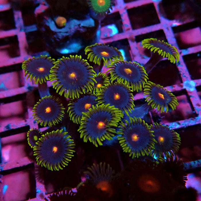 Ultra Zoas Frag