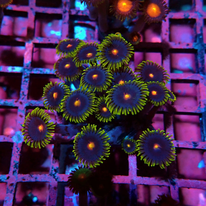 Ultra Zoas Frag