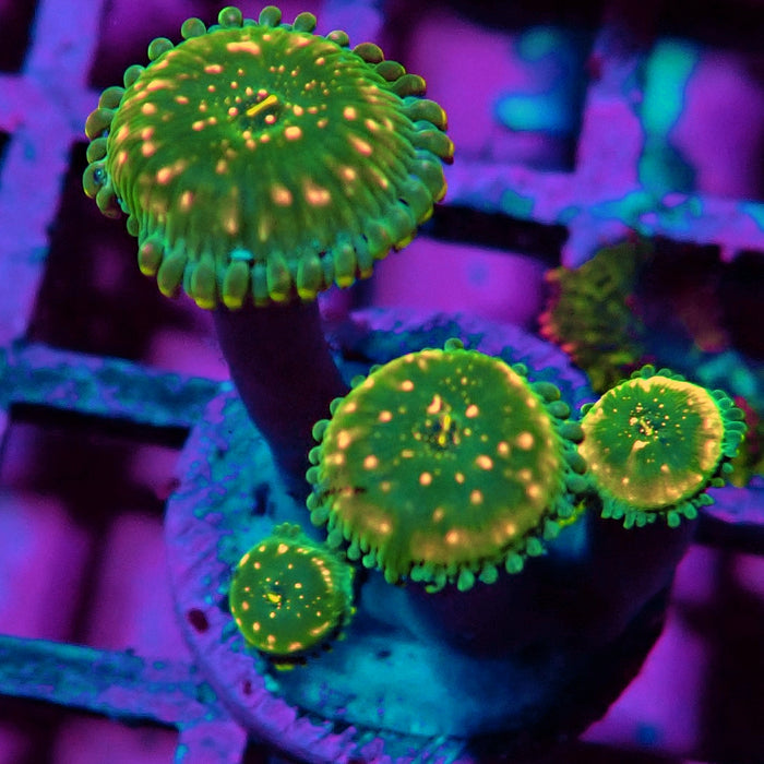 Ultra Zoas Frag