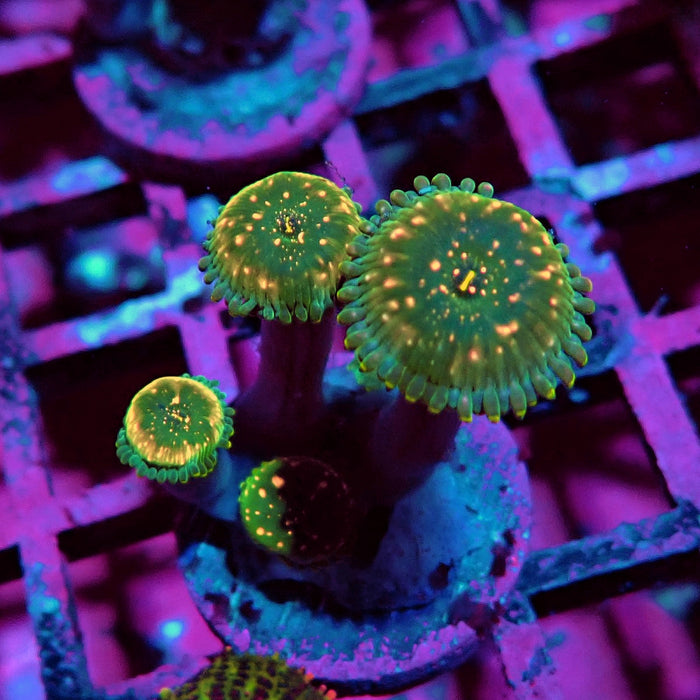 Ultra Zoas Frag
