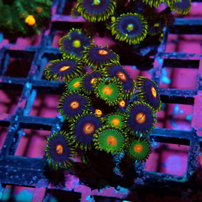 Ultra Zoas Frag