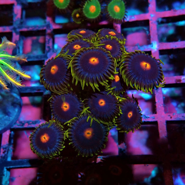 Ultra Zoas Frag
