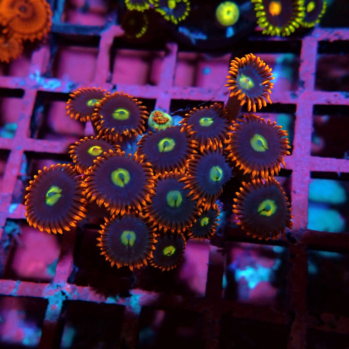 Ultra Zoas Frag